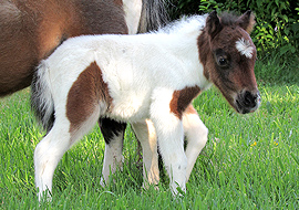 Seal brown tobiano pinto miniature colt