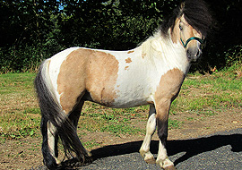 Buckskin tobiano pinto miniature stallion