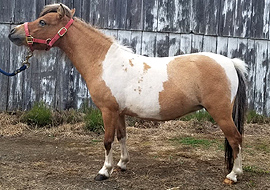 Dun tobiano pinto mare