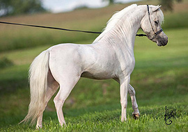 Palomino pintaloosa miniature stallion
