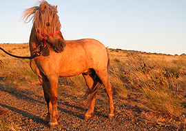 Palomino roan miniature stallion