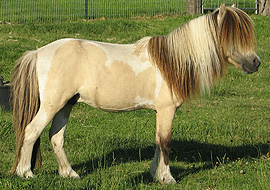 Dunskin tobiano pinto stallion