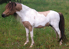Buckskin tobiano miniature stallion